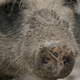 Illustration for article titled Pig-to-human transplants could be closer than you think